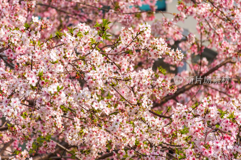 盛开樱花树