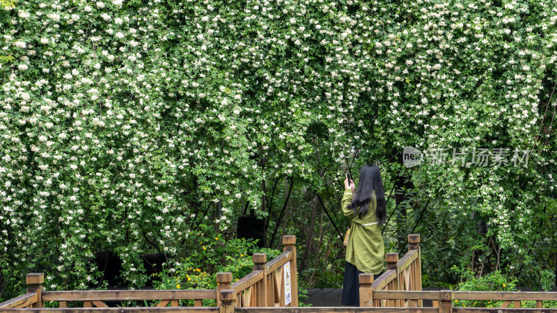 四川省成都植物园的木香花瀑布