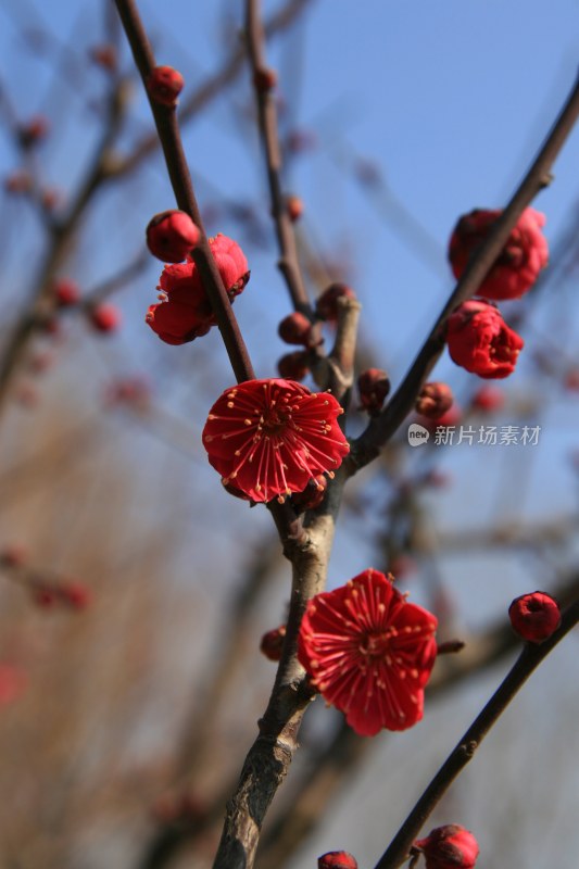 盛开的梅花