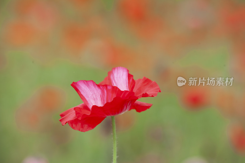 虞美人秋英花 花海 蜜蜂