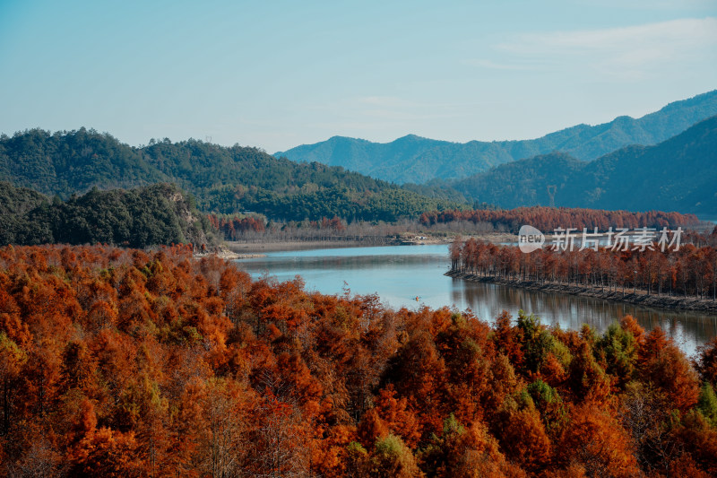 山林间色彩斑斓的红杉林秋景