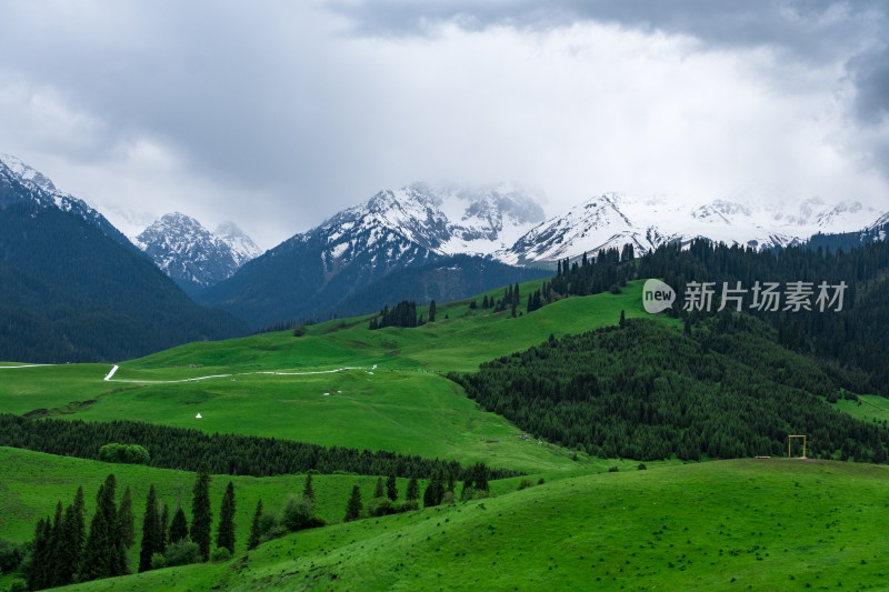 新疆伊犁恰西雪山森林草原风光