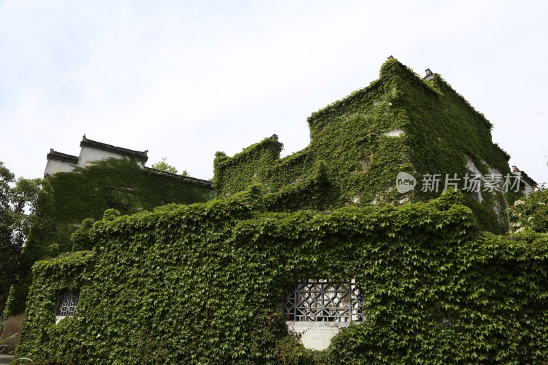 爬满绿植的建筑外观