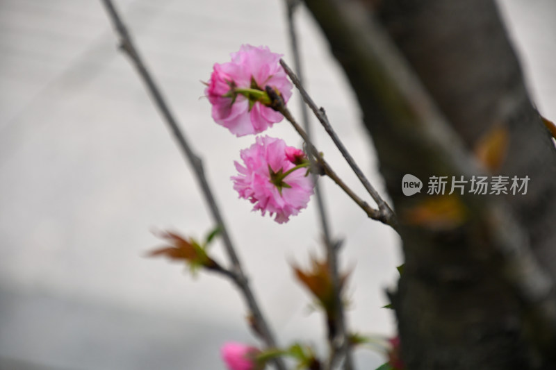 粉色樱花特写