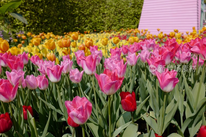 厦门园博苑郁金香春季花展