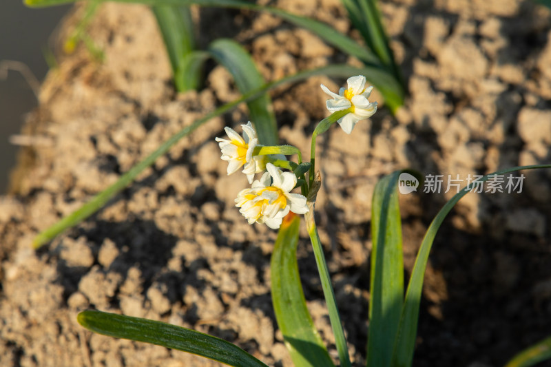 漳州水仙花种植基地里的水仙花特写