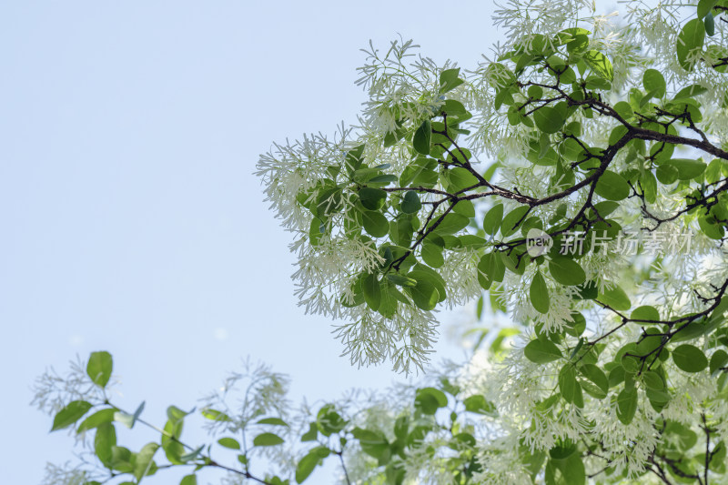 春天白色的流苏花盛开