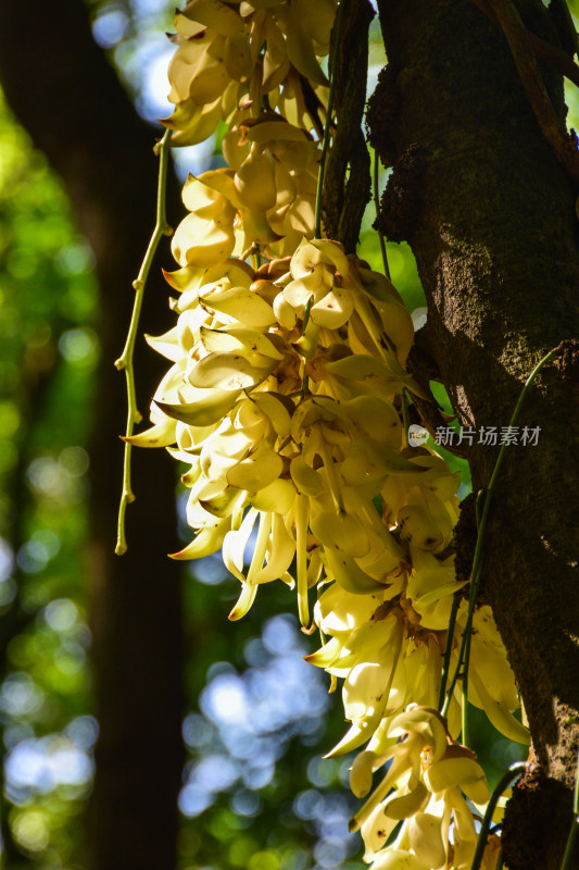 广州天鹿湖公园禾雀花