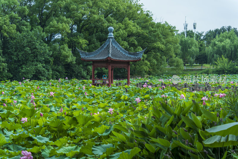 武汉东湖磨山景区盆景园