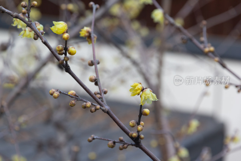 腊梅花枝特写展现初春生机