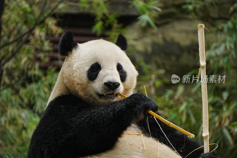 大熊猫悠闲进食竹子