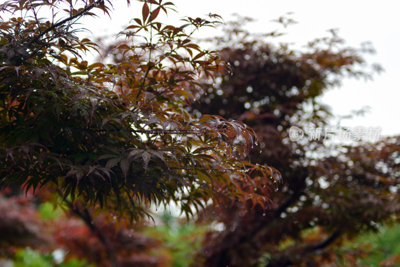 雨天下的枫叶红