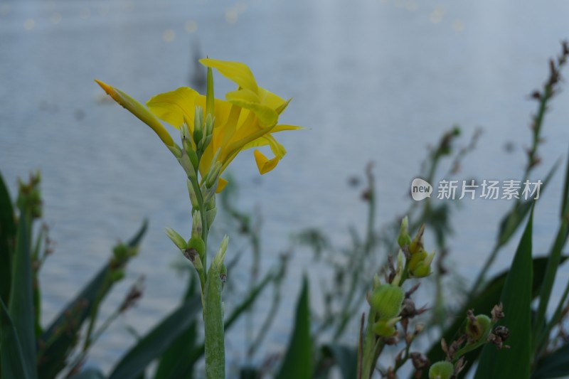 顺峰山公园蕉芋花