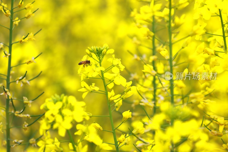 汉中皇塘的油菜花