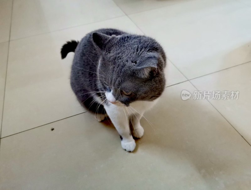 发呆中的小黑猫