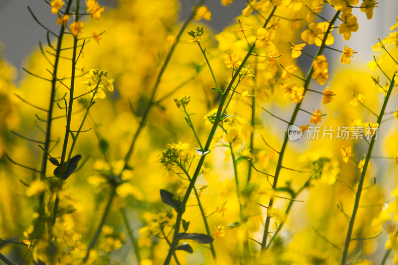 油菜花盛开