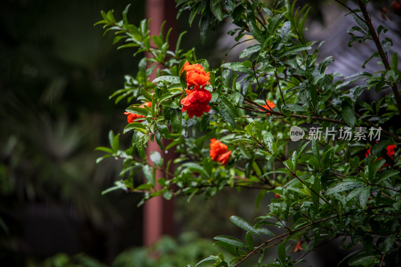 夏日雨后鲜艳的石榴花