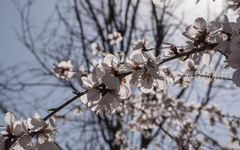 春日桃花特写