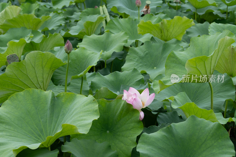 盛开的荷花与荷叶景观