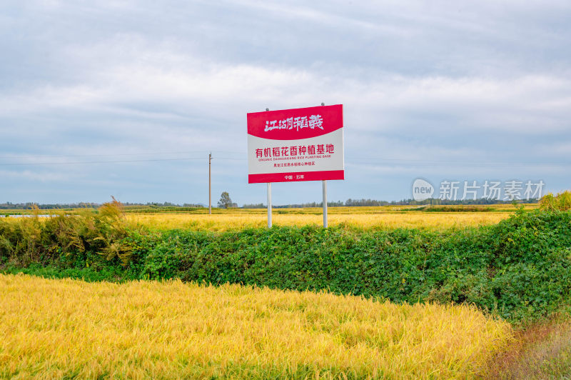 东北五常水稻基地