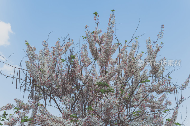 盛开的节荚决明花