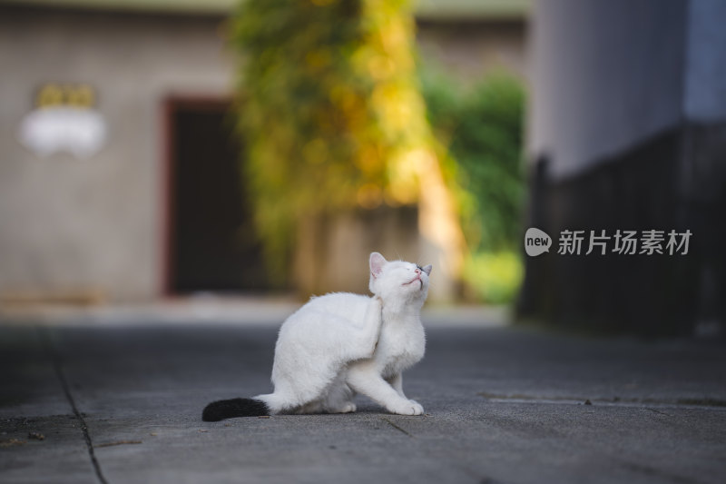 一只中华田园猫