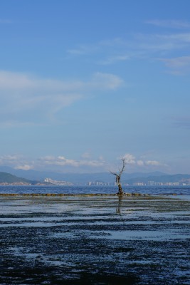 湖畔枯树立于水中远景