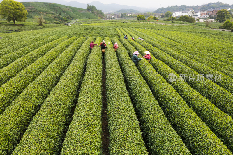 春天杭州西湖龙井茶园龙坞茶园