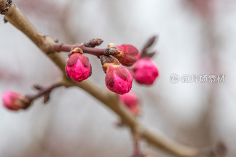 含苞待放的梅花