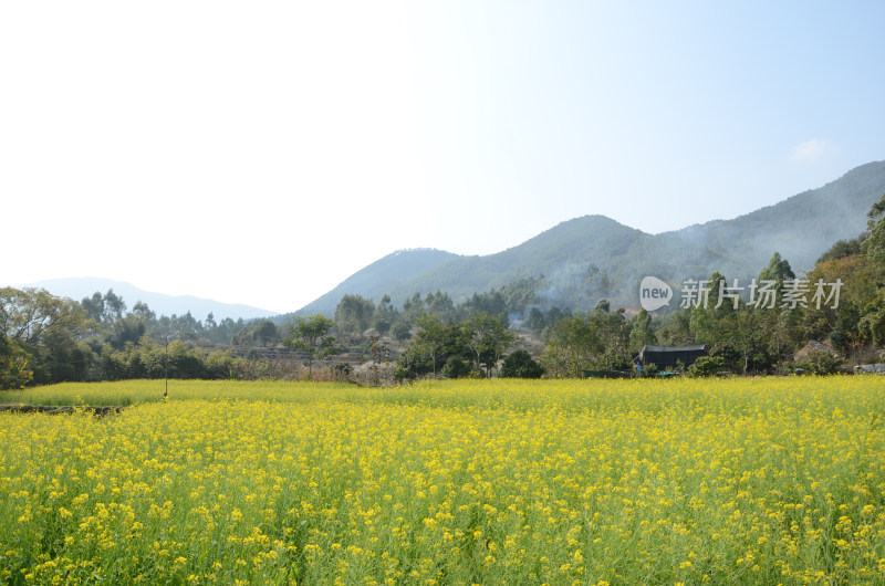 春天盛开的油菜花田