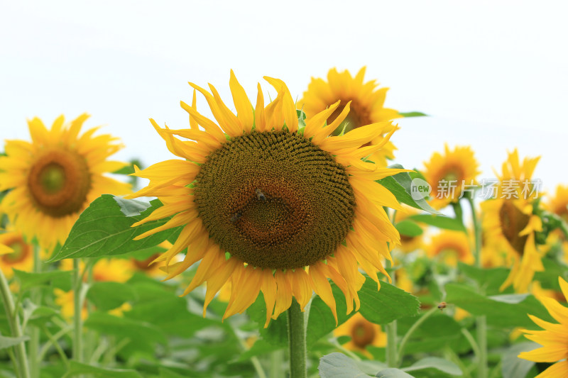 向日葵花太阳花