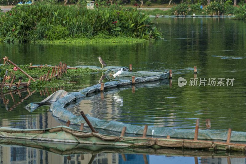 武汉汉阳墨水湖公园湿地公园