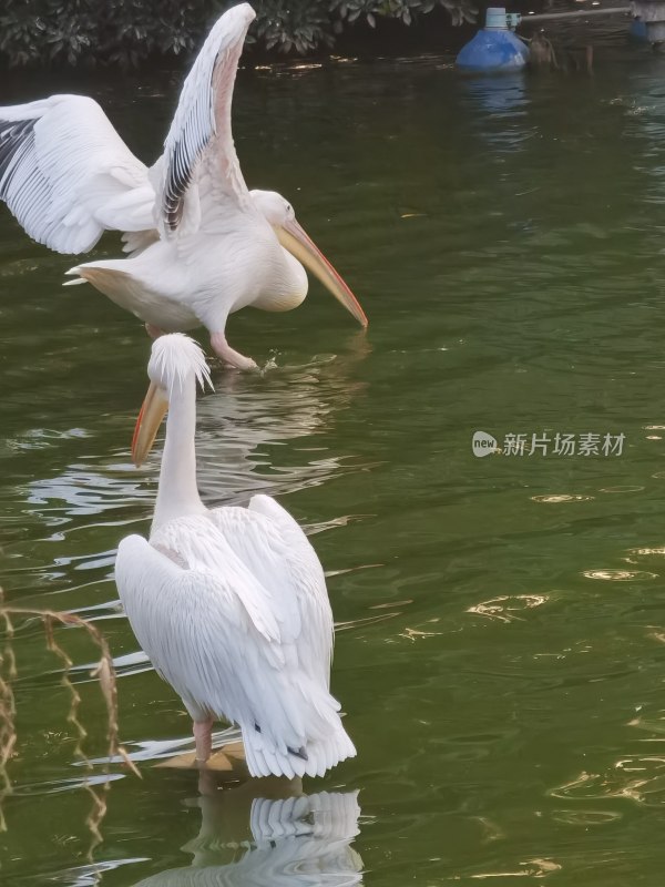 动物园鹈鹕