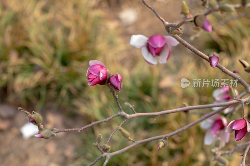 盛开的玉兰花