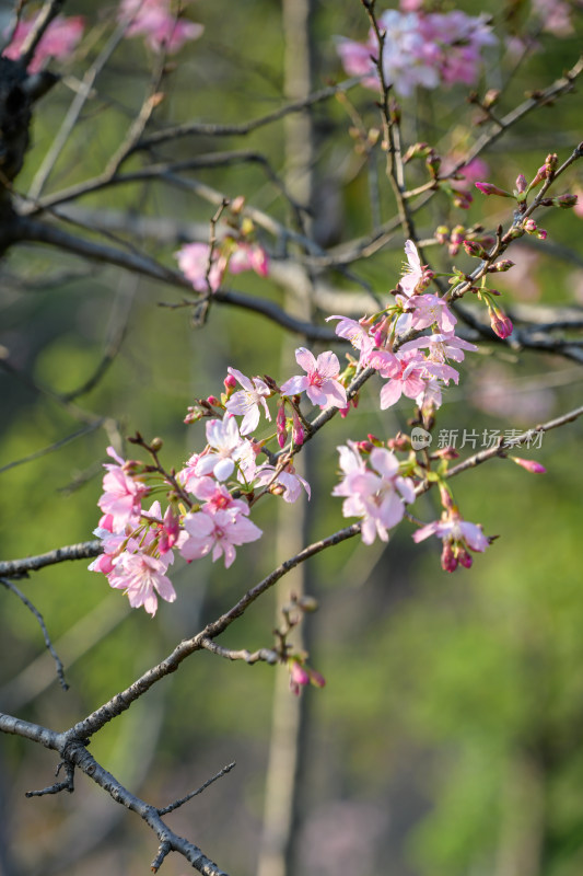 樱花特写拍摄