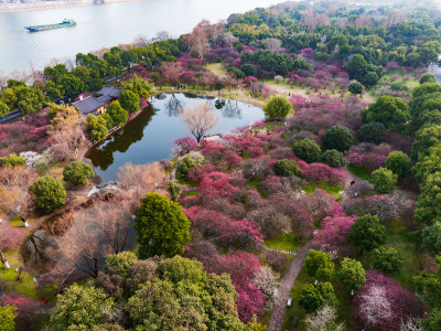 长沙橘子洲梅园梅花