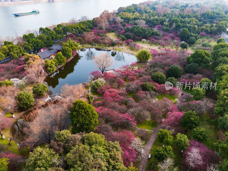 长沙橘子洲梅园梅花