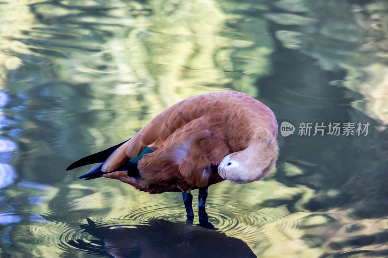 野鸭子水鸟栖息在平静的湖面上