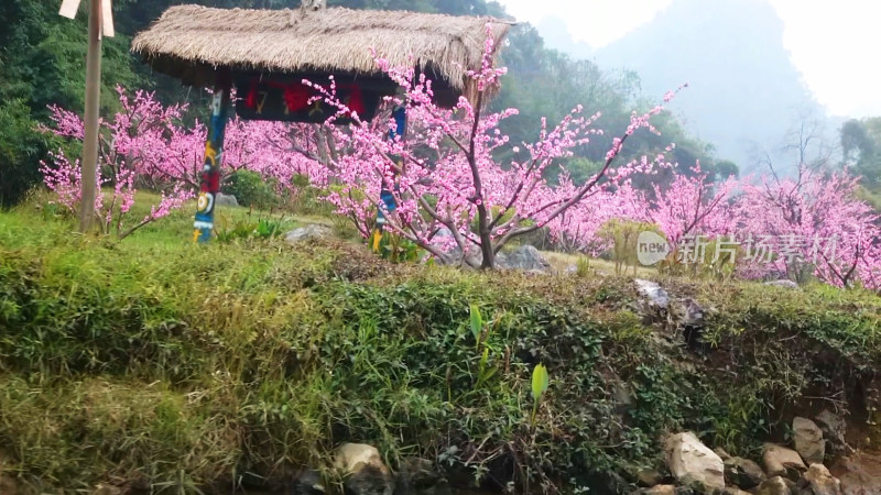 桃花林风景