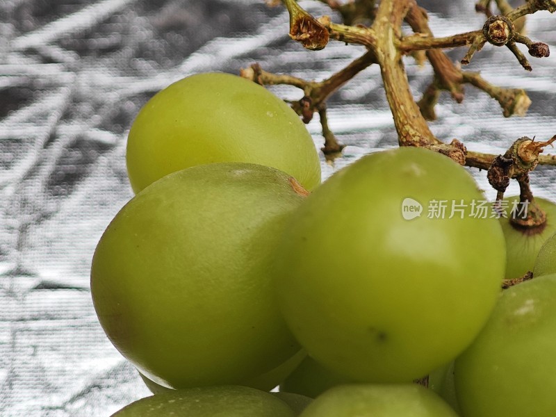 青葡萄特写果实饱满呈现新鲜状态