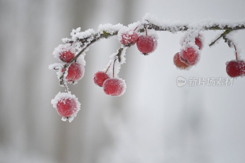 下雪积雪在果实枝头