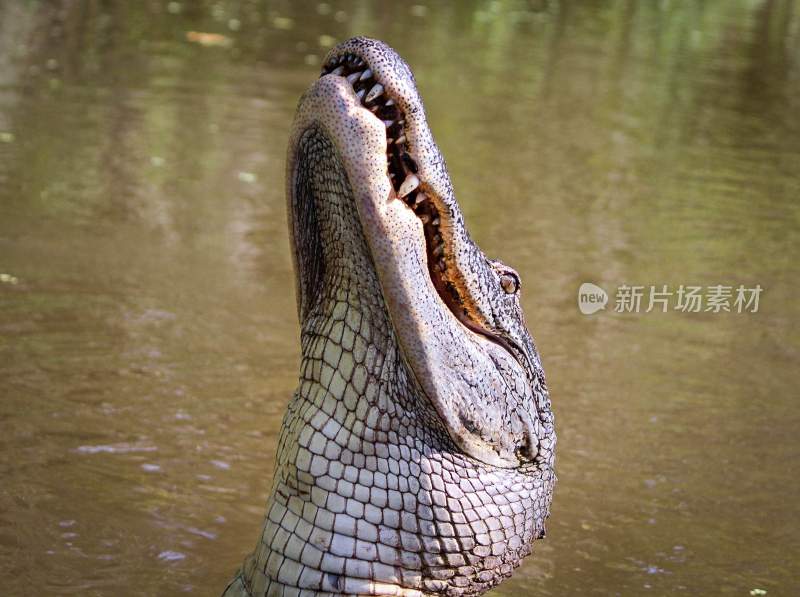 野生动物鳄鱼掠食动物