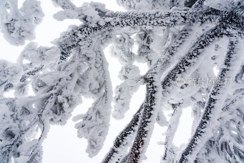 冬季大雪树木雾凇雪挂