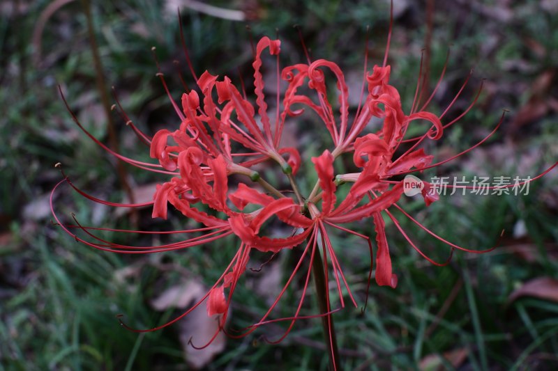 阴天彼岸花，见证凄美爱情