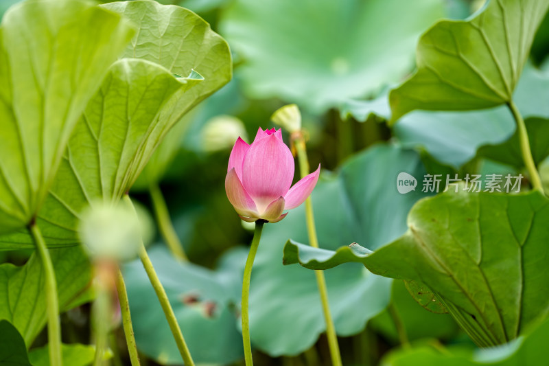 夏日的荷花特写