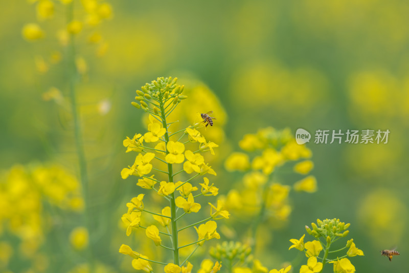 春天油菜花盛开