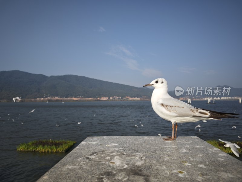 平静湖面的飞鸟与木桩景观