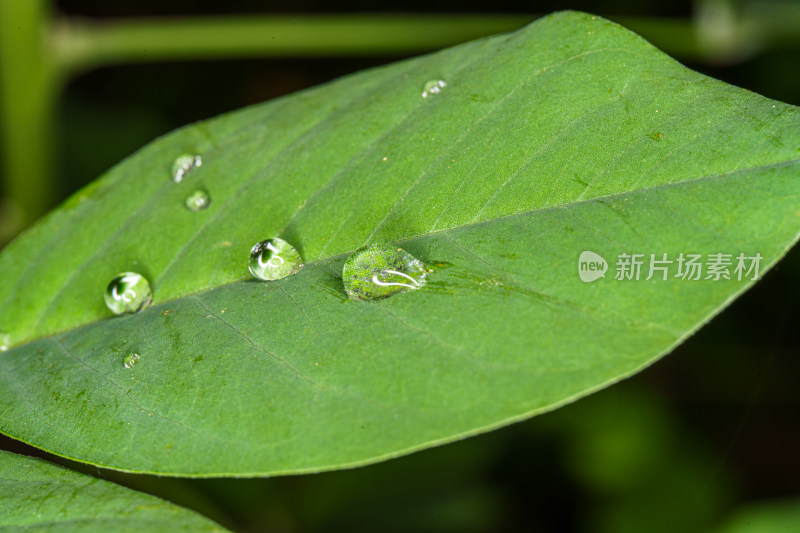 绿叶上的水珠