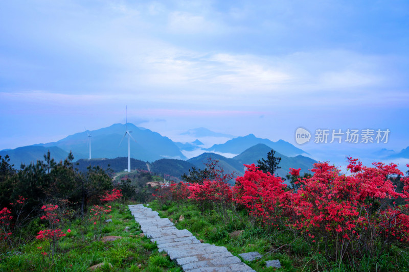 白鹤尖杜鹃花开的时候