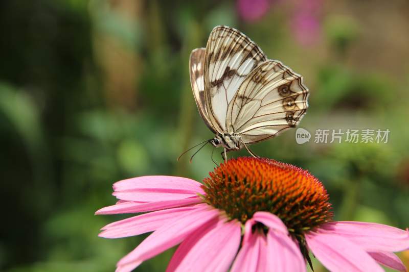 蝴蝶采蜜，觅食的蝴蝶